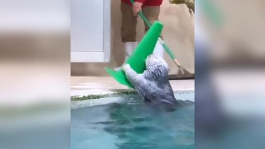 El Desconcierto | video trabajando duro o durando en el trabajo tierna nutria ayuda a limpiar piscina.jpeg