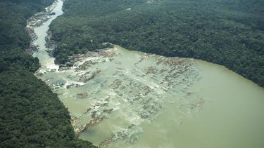 Día Internacional de los Bosques Tropicales: los impactos de una deforestación que nunca paró