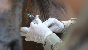Sedante para animales se está usando para mezclar con fentanilo y pone en alerta al SAG