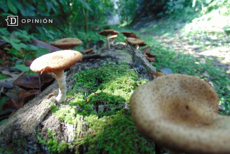 3085 reino fungi.jpg