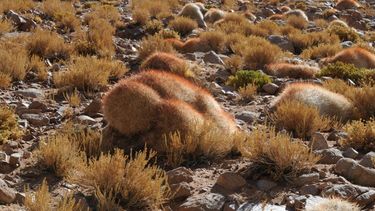 Identifican cactus madre que habilita la supervivencia de 18 especies del desierto