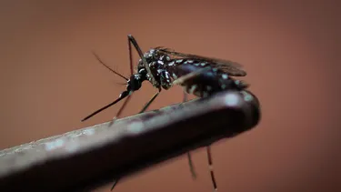 Cierran Paso Los Libertadores por hallazgo de Aedes aegypti: El mosquito transmisor del Dengue