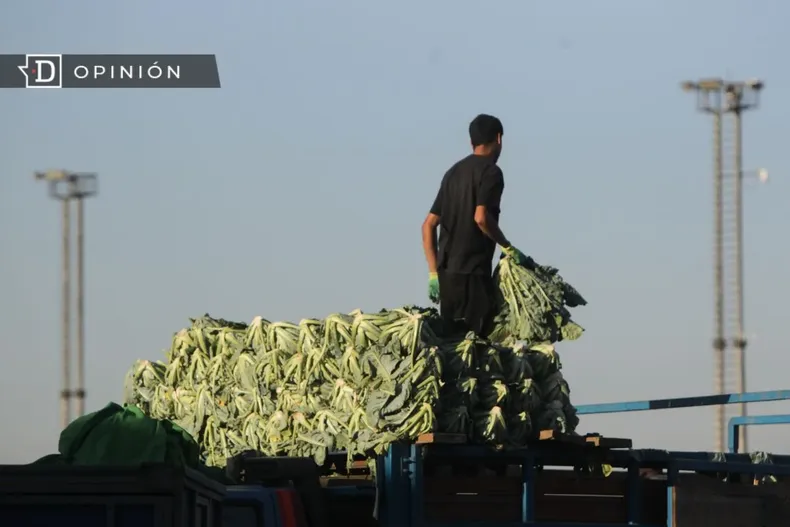 11233 persona arriba de un camion lleno de acelgas.webp