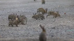 Plaga de conejos en terreno privado de Las Condes crece sin freno: Llaman a padres a no llevar a niños como paseo