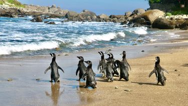 Hermoso regreso: Pingüinos de Magallanes vuelven a su hogar en Isla Cachagua tras exitosa rehabilitación