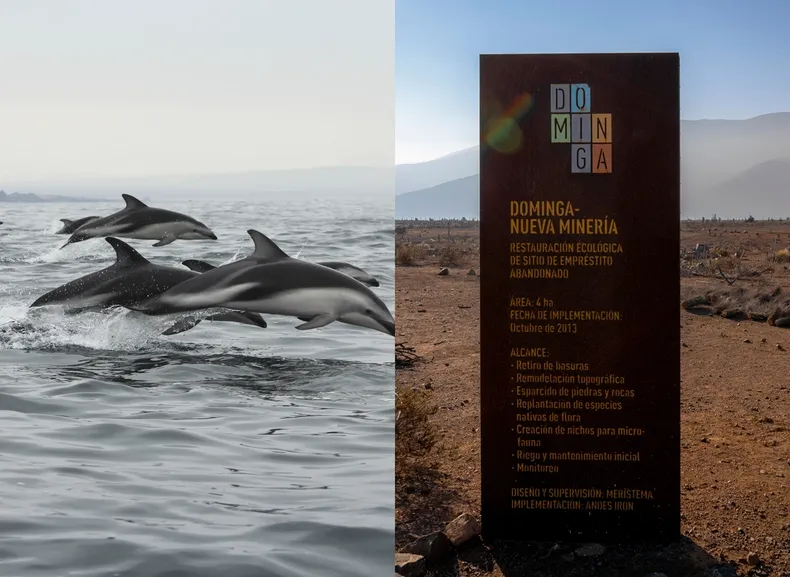 17329 dominga pinguinos.webp