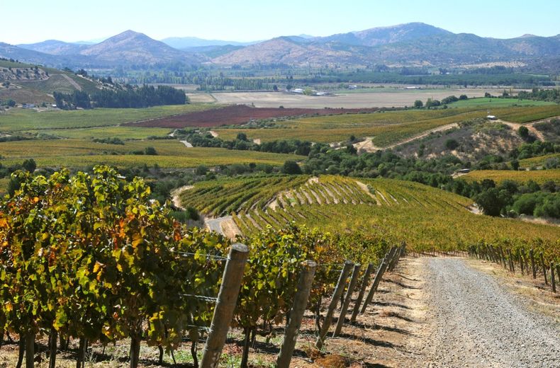 agricultura en chile2.jpg