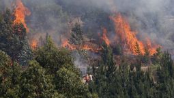 A devolver la soberanía a los territorios: Convocan a manifestaciones por el fin del actual modelo forestal