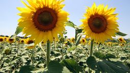 Problemas para el mercado del aceite: Rusia prohibirá exportación de semillas de girasol