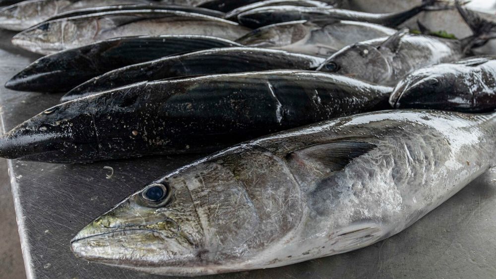 Atención: Estos son los tres pescados que deberías evitar comprar en supermercados