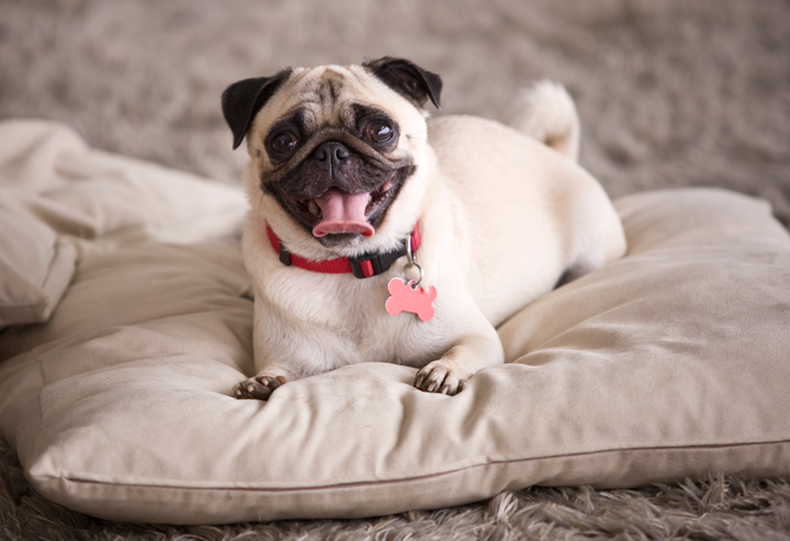 pug.png