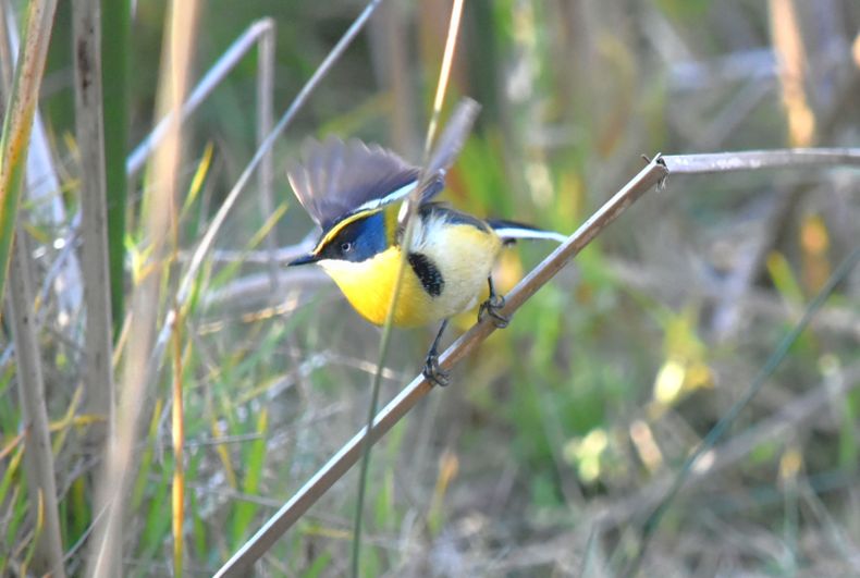 Aves de los Humedales de Pichilemu, Siete colores  
