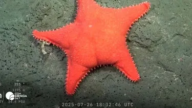 La transmisión científica que la rompió en Argentina y que irritó a sectores libertarios