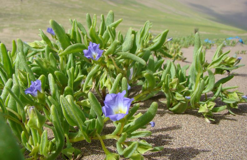 Desierto Florido 1_Propiedad Astromelia Films 1.jpg