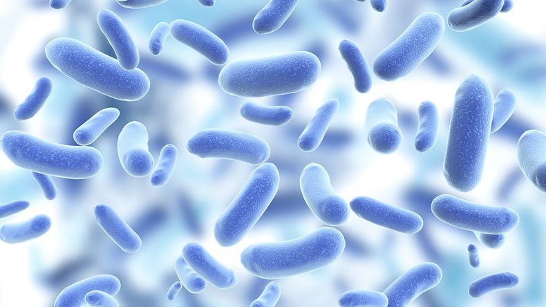 debil bacteria patogena.jpg