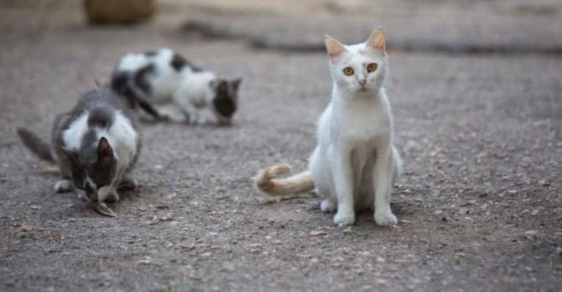 Gatos abandonados.jpg