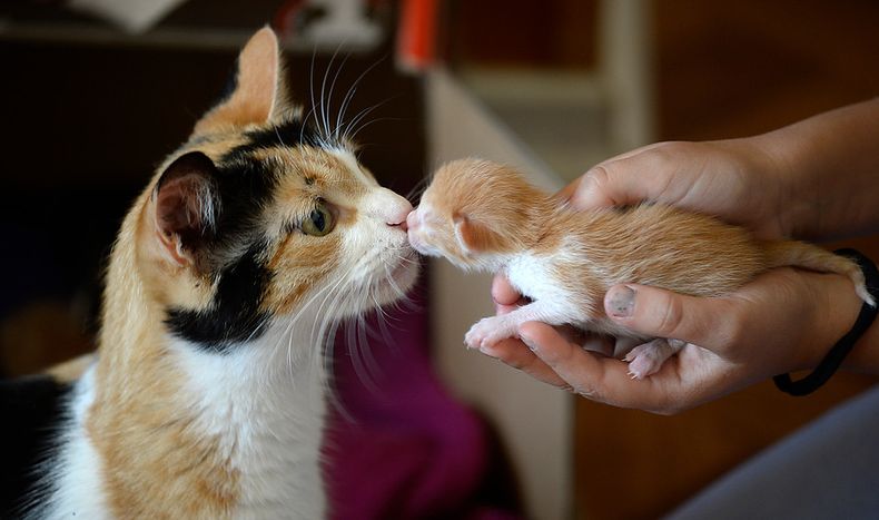 condominio multo a vecinos con mas de 5 millones por tenencia de mascotas  corte ordeno devolver montos.jpg