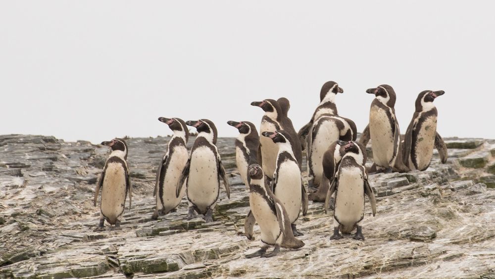 Pingüino de Humboldt.&nbsp;