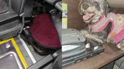 Desesperada búsqueda de mascotas: Redes se llenan de perritos perdidos tras fuegos artificiales de Colo Colo