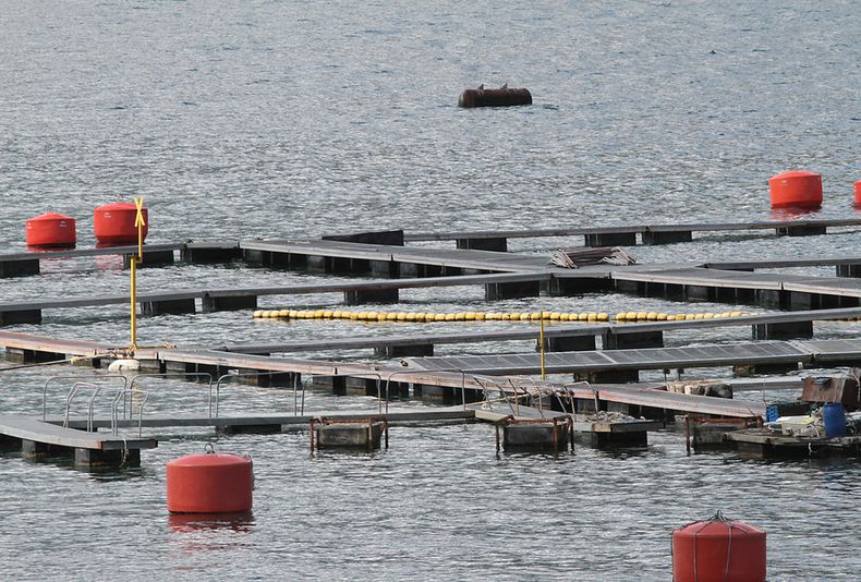 cultivo de salmones.jpg