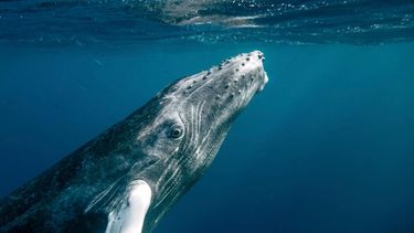 El Desconcierto | UN high seas treaty_Christopher Michel_Flickr 1440x720 1.jpg