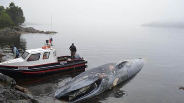 Expertos llaman a mayor responsabilidad de embarcaciones tras hallazgo de ballena azul varada en Melimoyu