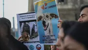 prohibir carreras de galgos y cuidar a defensores ambientales: proyectos por la naturaleza rechazados por diputados de derecha