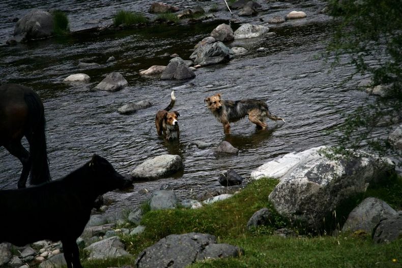 Perros asilvestrados scaled e1697503820719.jpg