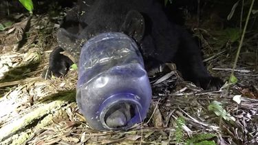 VIDEO| Rescatan en EE.UU. a osa que deambuló un mes con un envase plástico en su cabeza