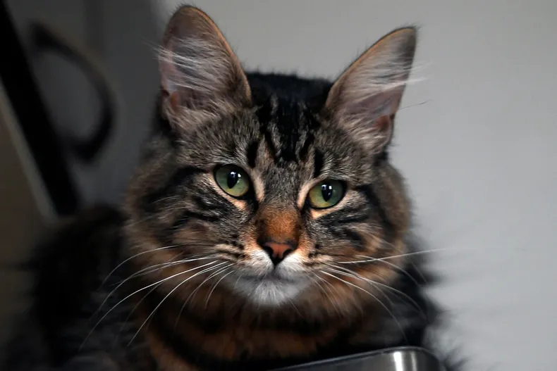 whiskas termino en juicio por denuncia contra slogan 8 de cada 10 gatos...suprema descarta competencia desleal.webp