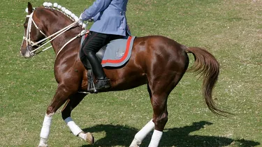 Maestro de equitación, exmilitar y representante de Chile en 5 Panamericanos condenado por abuso sexual intentó anular su inhabilitación deportiva: Corte confirmó sanción