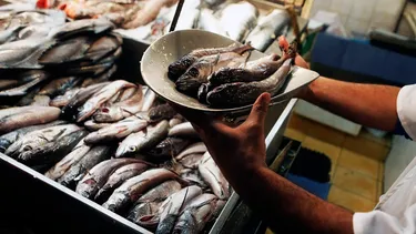 Pescadores artesanales celebran favorable fraccionamiento de la merluza para que vuelva a estar en la mesa de chilenos