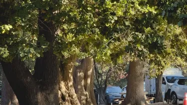 El Desconcierto | 18267 jardinbotanicovina.webp