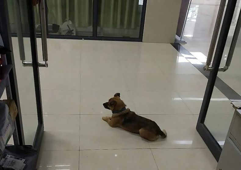Perro de Wuhan 1.jpg