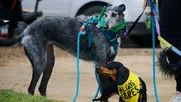 diputados instan a boric a prohibir las carreras de galgos, siguiendo ejemplos de argentina y uruguay