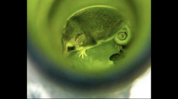 Denuncian que marsupial chileno en peligro de extinción se encontraba viviendo en una botella de vino