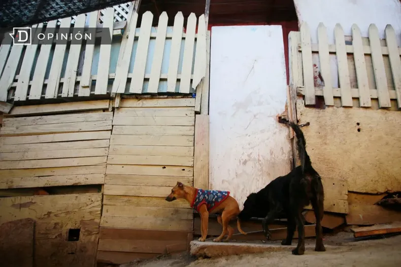 19223 perritos kiltros fuera de una casa de madera.webp