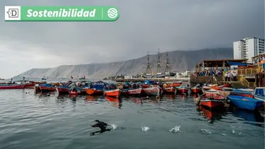 Buenas noticias para Iquique: Caleta Riquelme en la primera del país en recibir certificación de Producción Limpia