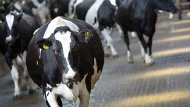 El Desconcierto | vacas.jpg