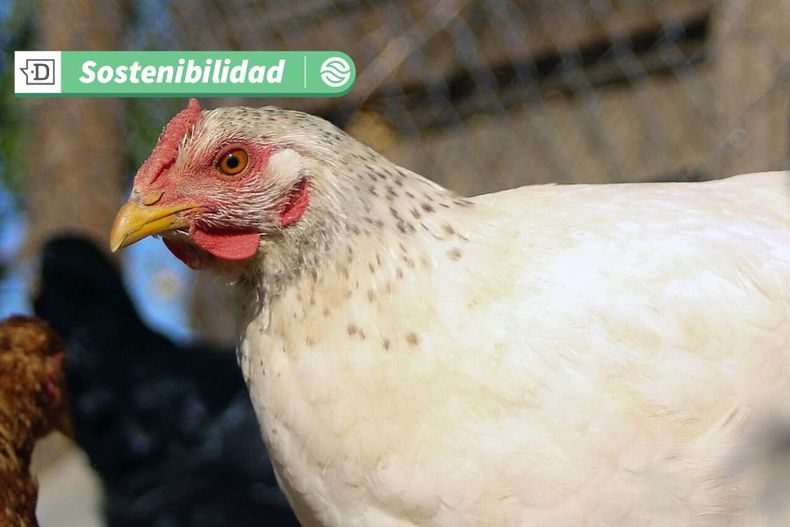 8917 gallinas11.jpg