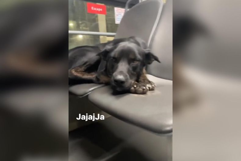 video perrito es el ultimo pasajero de micro en santiago ya amigo se tiene que bajar.jpeg