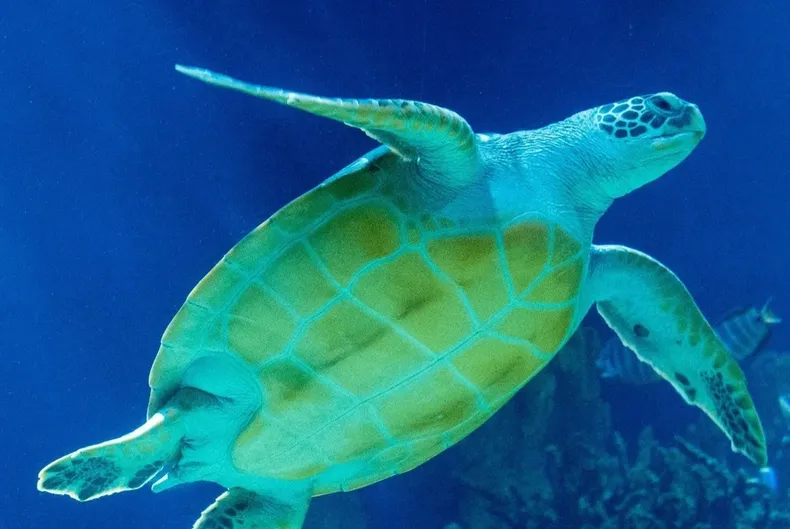 23585 tortugaverde.webp