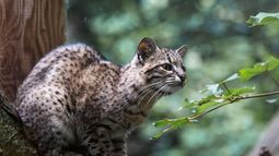 VIDEO| Captan a un Gato de Geoffroy en Torres del Paine