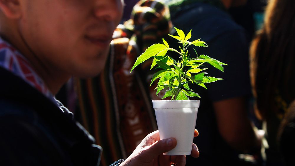 COVID-19: Componente psicoactivo de la marihuana podría prevenir complicaciones mortales
