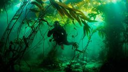 Con buceo y satélites, geógrafa chilena creó el primer mapa de bosques de algas del mundo