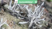 plantas pequenas y hongos micorricicos: claves para curar suelos contaminados por actividades industriales y domesticas