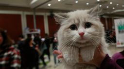Alerta de la OMS: Los gatos son una especie susceptible al COVID-19 y pueden contagiarse entre ellos