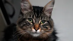 Whiskas terminó en juicio por denuncia contra slogan “8 de cada 10 gatos…”: Suprema descarta competencia desleal