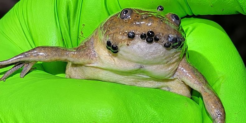 Rana africana con huevos de sapo atacameño en la boca.&nbsp;