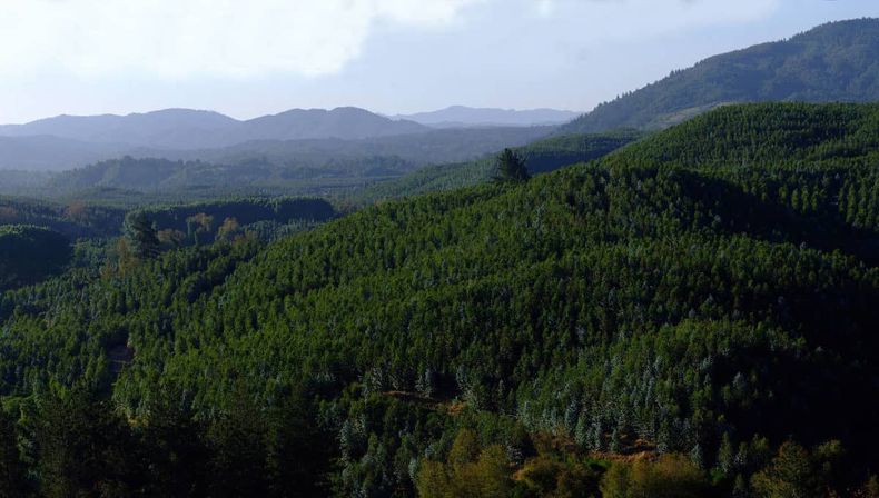 pinos 1200x680 1.jpg